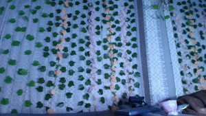 Daddy told me I can cum anytime so I did 3 times 2961592